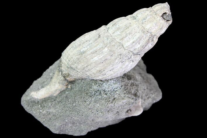 Cretaceous Gastropod (Drilluta) Fossil - Tennessee #86220